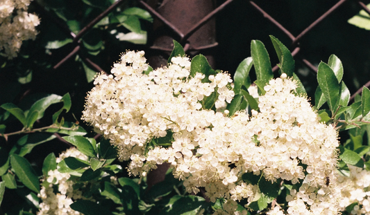 Elderflower, and the Quiet Lesson of Letting Go